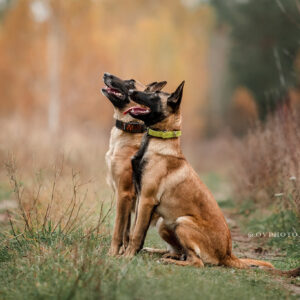 2020_11_11 - ovphoto_web (5)